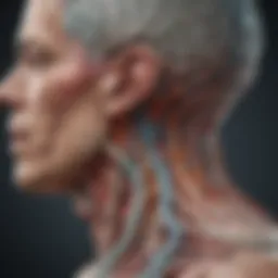 Anatomical diagram showcasing the vagus nerve pathways