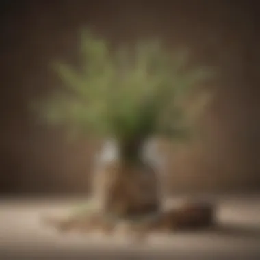 Herbal Arrangement with Astragalus A serene arrangement of dried Astragalus alongside herbal supplements