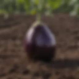 Rich soil with nutrients for eggplant growth