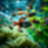 A serene aquaculture environment showcasing fin fish in aquaponics systems