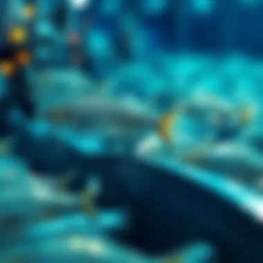 Innovative technology used in fin fish farming for monitoring and management