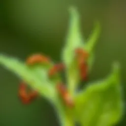 Close-up of aphids on plant leaves