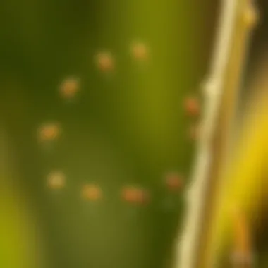 Aphid life cycle stages diagram