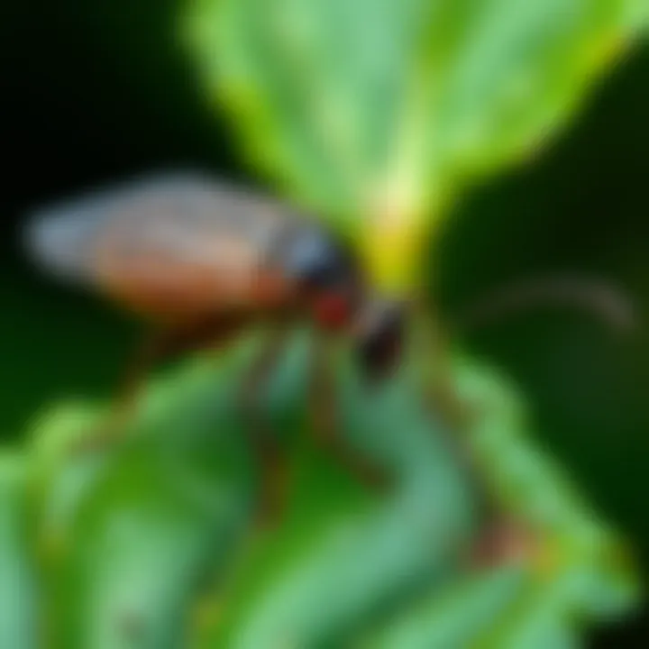 Pest management strategies for aphids