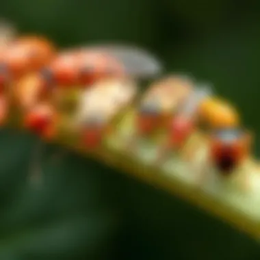 Different species of aphids illustrated