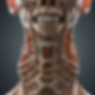 Cervical Vertebrae Anatomy Diagram of cervical vertebrae