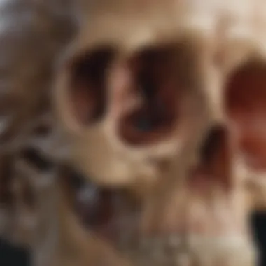 Cranial Structures Overview Detailed view of cranial structures