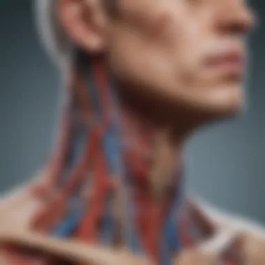 Representation of the vascular system in the neck