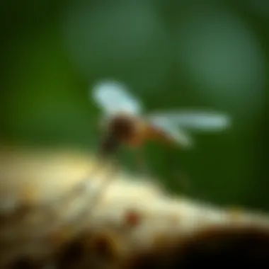 Investigating the Risk of Contracting AIDS from Mosquito Bites Summary