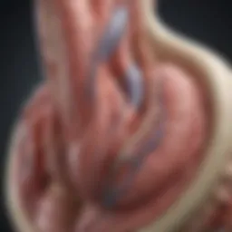 Illustration of lower left ventricle anatomy