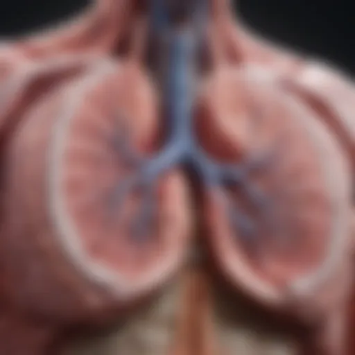 Illustration of lung anatomy relevant to microwave ablation