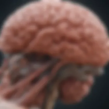 Diagnostic Imaging Techniques for Brain Lesions Visual representation of diagnostic imaging techniques for brain lesions