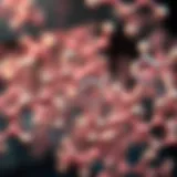 Chemical structure of Omega 3 fatty acids