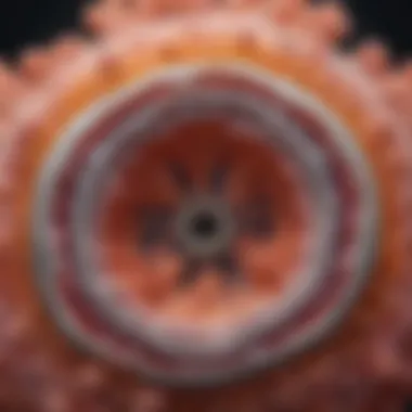 Detailed visualization of organoid architecture Cross-section of organoid structures