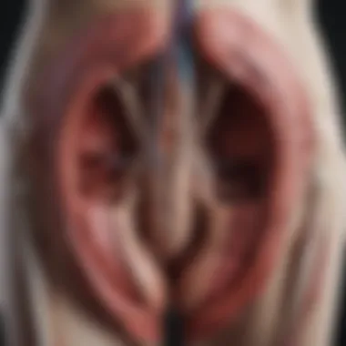 Anatomy of the Female Reproductive System Illustration depicting the anatomy of the female reproductive system highlighting the ovaries and surrounding blood vessels.