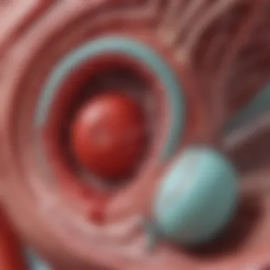 Pathophysiology of Ovarian Thrombosis Diagram illustrating the pathophysiology of ovarian thrombosis, showing the formation of a blood clot within the ovarian vein.