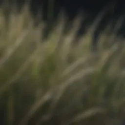Close-up view of palisade grass blades showcasing their texture
