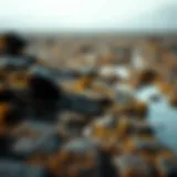 Peat Carbon Capture: An Exploration of Its Mechanisms and Implications Introduction