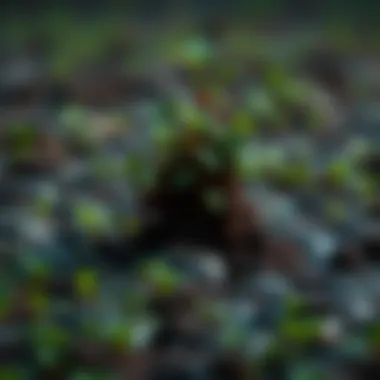 Peat Carbon Capture: An Exploration of Its Mechanisms and Implications Summary Peat Carbon Capture: An Exploration of Its Mechanisms and Implications Summary