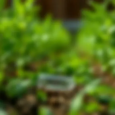 Agricultural applications of phosphonic acid in crop protection