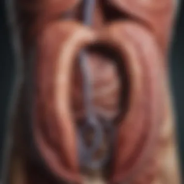 Conceptual image of digestive system