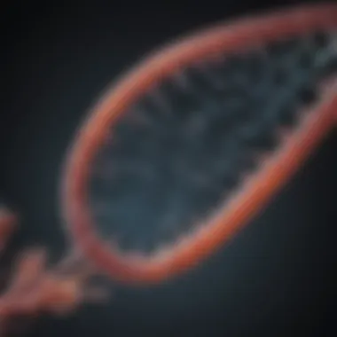 Mechanism of Propidium Iodide Staining Diagram illustrating the principle of propidium iodide interaction with DNA