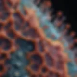 Microscopic view showcasing cellular structures stained with propidium iodide