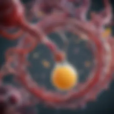 Mechanism of Action of PPIs Illustration of the mechanism of action of Proton Pump Inhibitors