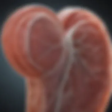 Understanding Cardiac Muscle Regeneration Depiction of cardiac muscle regeneration mechanisms