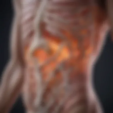 The Connection Between Gut Microbiome and Rheumatoid Arthritis Illustration showing the gut microbiome's role in rheumatoid arthritis