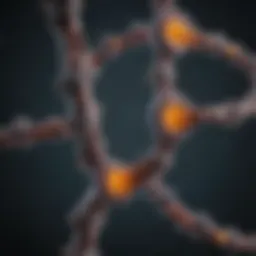 Illustration of telomere structure and function