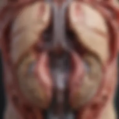 Anatomy of Tetralogy of Fallot Detailed illustration of the anatomical structure affected by Tetralogy of Fallot.
