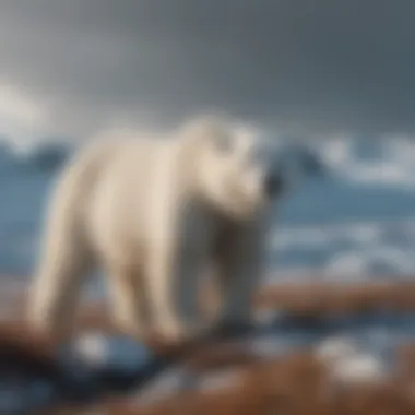 Polar Bear in Its Natural Arctic Environment Polar bear in its Arctic habitat