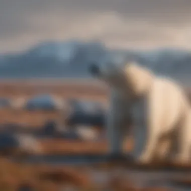 The Effect of Climate Change on Polar Bear Habitats Climate change impact on polar bear habitat