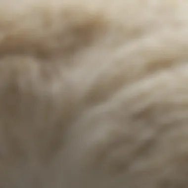 The Intricate Structure of Polar Bear Fur Close-up of polar bear fur showing light scattering