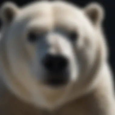 Revealing the Black Skin Beneath the Fur Polar bear skin revealing black pigmentation