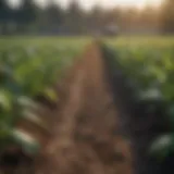 A field showcasing diverse crops, illustrating agricultural practices.