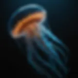 A stunning bioluminescent jellyfish illuminating the dark depths of the ocean.