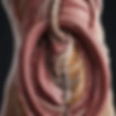 Anatomy of the Duodenum Anatomical illustration of the duodenum highlighting its location and structure