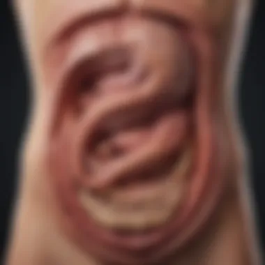Infographic outlining the significance of the duodenum in nutrient absorption