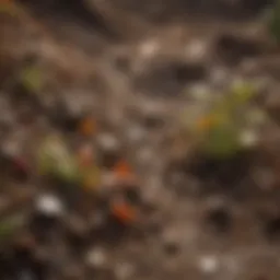 Close-up view of rich soil with diverse microorganisms