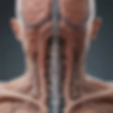Understanding the Autonomic Nervous System Illustration depicting the autonomic nervous system