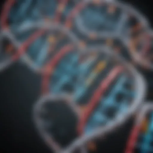 Illustration depicting the structure of DNA polymerase