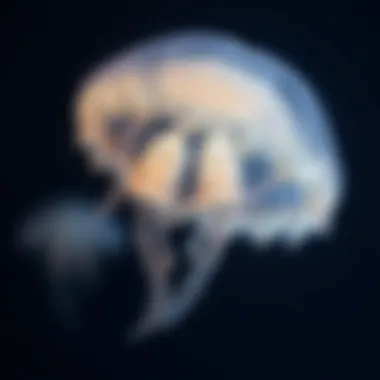 Scientific Applications of Sleeping Jellies Potential scientific applications inspired by the properties of sleeping jellies