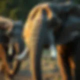 The Tusks of Elephants: A Study of Gender Differences Introduction