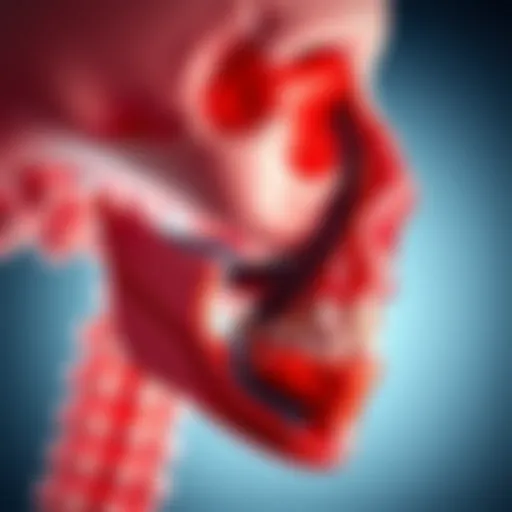 Illustration showing the temporomandibular joint anatomy