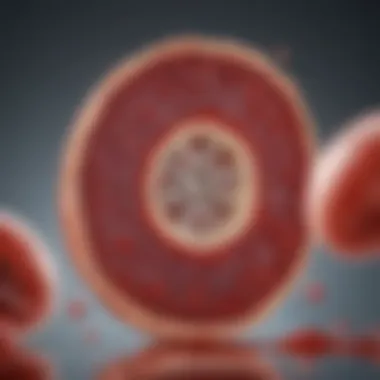 Bone Marrow Function in Blood Cell Production Diagram illustrating the bone marrow's role in blood cell production