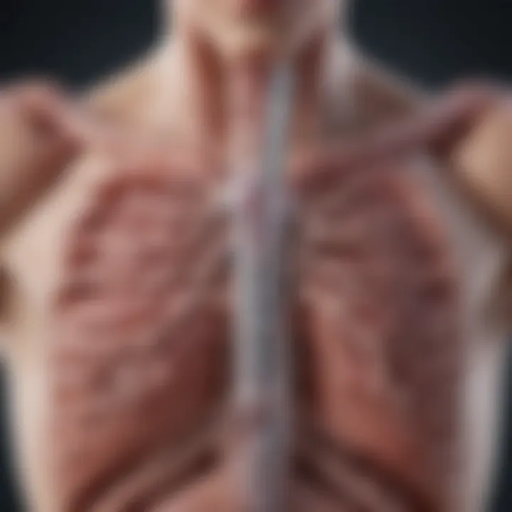 Illustration depicting the bronchial tubes affected by asthma