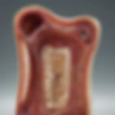 Anatomy of Bone Marrow and Its Role in Hematopoiesis Bone marrow structure and function illustration