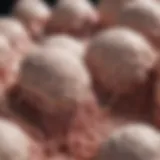 Detailed illustration of BPH nodules